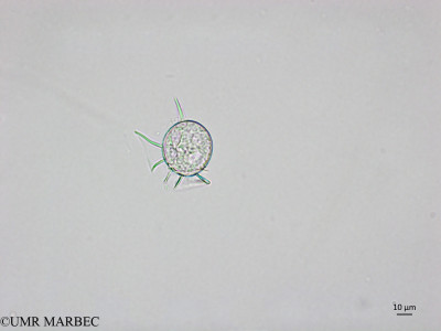 phyto/Brazilian_Nordeste/AtoldasRocas_station22/ABRACOS1 October 2015/Dinophysis uracantha (old Dinophysis sp1 -Snap-2236 - C. cf pusilla)(copy)_thumb.jpg